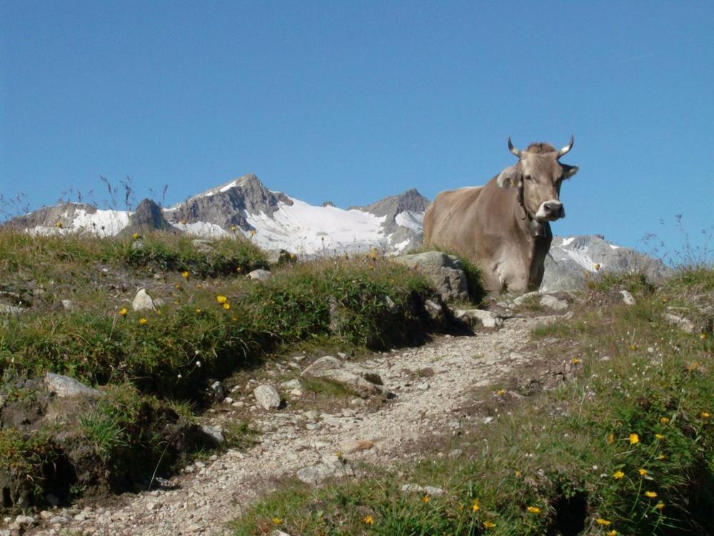Linthal Diese Einfache Unterkunft- Bergheimat Ist Nur Fuer Backpacker- Rucksacktouristen Und Radfahrer - Huettenfeeling Im Backpackerhoues- Ganz Einfach - Ganz Unkompliziert - Ganz Relaxd 빌라 외부 사진